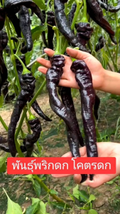 เมล็ดพันธุ์พริกดำ 100 เมล็ด👉 ซองใหญ่ ปลูกง่ายโตไว