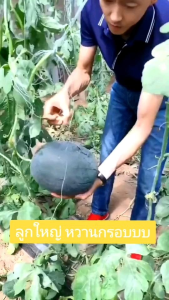 40 เมล็ดพันธุ์แตงโมดำ 🍉 หวานฉ่ำ เนื้อเยอะ เนื้อแน่น ลูกใหญ่