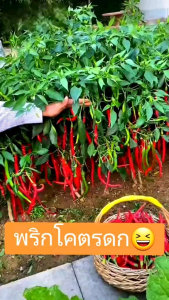 🌶 200 เมล็ดพันธุ์พริกยาวโจลอง 🌶 สมบูรณ์แบบเมล็ด ซองใหญ่ พร้อมส่ง 🌶
