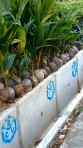 Bibit Pohon Kelapa Hibrida