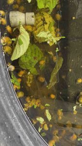 Siput Ceri Emas/ Golden cherry Snail/breeder set