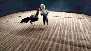 #ตุ๊กกตุ๊กตาไก่ ไก่ยางซิลิโคน ไก่ปลอม ไก่ล่อไก่นวม ไก่ยาง อุปกรณ์ออกกำลังกายไก่ ขนาดและน้ำหนักเท่าไก่จริง  เหมือนไก่จริงที่สุด