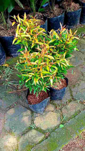 Tanaman Hias pucuk Merah uk 25-35cm - pohon oliana sigium - bunga hidup