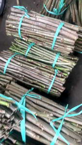 bibit telo Papua/pakan ternak panjang 20-25 cm 20 batang