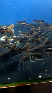 Leopard Shovelnose Catfish/Hybrid Catfish/Ornamental fish/Freshwater/Readystock