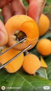 Premium Loquat from China – Tender Sweet & Naturally Vitamin-Rich
