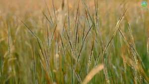 Combo 02 túi nước giặt xả Booster 37kg/túi hàng xuất Nhật