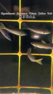 Cyprichromis Leptosoma Utinta Yellow Tail 尤亭塔黄尾