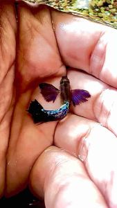 Purple Dragon Dumbo Ear Halfmoon Guppy