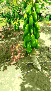 Biji pepaya california pilihan isi 115 butir mudah tumbuh cepat berbuah cepat panen Seeds Untuk Taman Dan Tanaman Cocok Untuk Penanaman Cepat Biji Pepaya Varian Unggul - Lazada