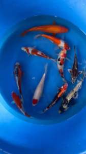 JAPAN KOI IMPORT 25-32cm from MARUSEI HOSHIKIN SHINODA OMOSAKO YAMAJYU MARUHIRO & MARUDO KOI FARM 10pcs COMBO at RM5388 + shipping RM100 ( 2 boxes )