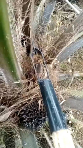 Alat dodos sawit kastrasi super tajam baja  alat perkebunan sawit