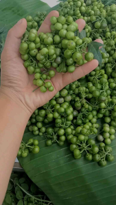 Leuncak Buah Segar Ranti Lenca 1kg Petik Langsung