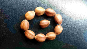 Gelang Biji Kenari Unik: Aksesoris Fashion yang Tepat untuk Gaya Kasual