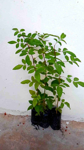 ต้นมะตูมซาอุ ขนาด 20-30 เซนติเมตร