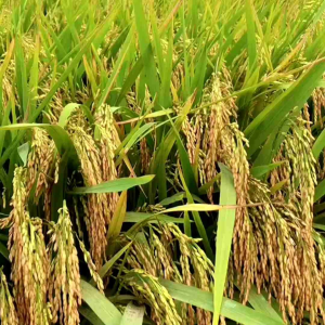 BENIH BIBIT PADI 5 KG GALUR NUSANTARA GABAH BERKUALITAS SUPER UNGGUL GENJAH BERBOBOT