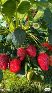 Bibit Stroberi Super Hasil Besar | Benih Strawberry Unggul + Bonus Pupuk Organik 250g