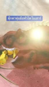 ตุ๊กตามือหัวไดโนเสาร์สวมมือเล่นเล่านิทาน - สวมมือและเล่นเล่นมาก 3 สีพืช 4 ประเภท