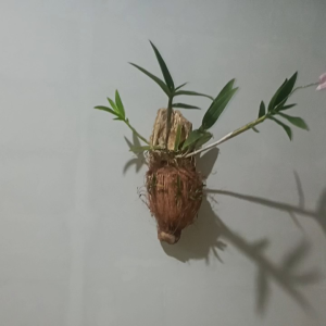 Bibit Tanaman Bunga Anggrek Berkualitas