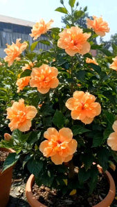 ชบาดอกซ้อนสีส้ม กระถาง 11 นิ้ว ต้นสวย (กทม)