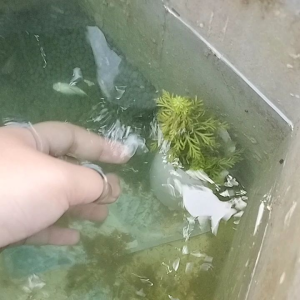 แก้วใส่ดินสอกับถาดรองแก้วน้ำหรือเอาไว้ให้อาหารกุ้งแคระได้