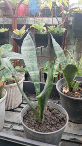 Sansevieria zeylanica Live Plant in 3.5x3.5x8" Black Polybag - Hardy Evergreen Perennial - Indoor/Outdoor Gardening - Plants Seeds Bulbs