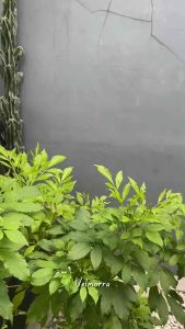 [VELMORRA] Headband Finy Bando Korea Pita Kupu Bondu Lucu Premium