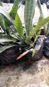 Tanaman hias sansevieria lidah mertua hijau