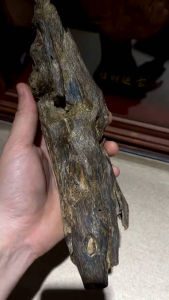 Ant Nest Agarwood