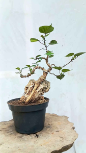 bonsai pohon waru taiwan on the rock