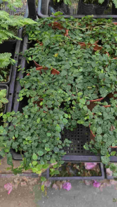 Vảy Ốc Minima| Cây Thủy Sinh Terrarium Paludarium