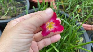 U.หัวดอกบัวดิน พลอยแพร หัวละ 50 บาท