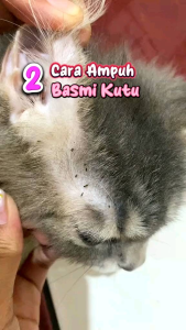 LazMall Shampo Conditioner Premium Anti Kutu Jamur Rontok Bacteri Kucing dan Anjing Netto 1000 ml