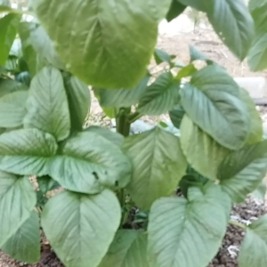 benih bayam kakap 5000 butir