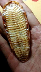 Koleksi ikan tempel asli produk terbatas