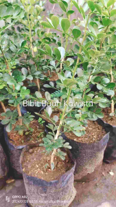 Bibit Tanaman Buah Kawista & Cara Menanam Buah Kawi