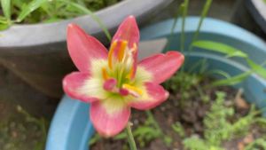 014.หัวดอกบัวดิน Fluftly Cup หัวละ 30 บาท ดอกหอมอ่อน