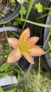 ญ.หัวดอกบัวดิน Lemon Fancy หัวละ 50 บาท