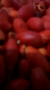 PROMO Kulit Melinjo Segar 1 Kg