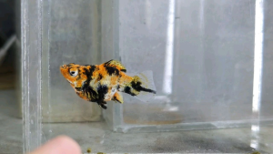 Red Head Balloon Molly Fish(Female) 红头短身气球茉莉鱼(母)❗️(Not random fish）❗️Fish same as order❗️39