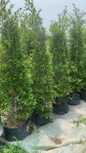 ต้นไทรเกาหลี ต้นไทรทำแนวรั้ว ขนาดต้น 90-100 cm. ต้นแข็งแรงพร้อมส่ง