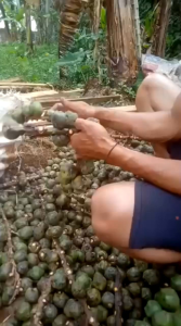 Kolanglaling/caruluk/cangkaleng gemoy 1 kg bersih higienis