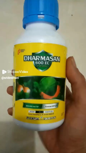 Insektisida Darmasan 600 EC isi 500 ML: Pengendali Hama Ulat Ampuh