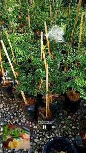 ต้นมะนาวคาเวียร์/ต้นมะนาวนิ้วมือ ไม้พู ใบเล็กเขียวตามกิ่งก้านใบ เนื้อผลให้รสเปรี้ยว มีกลิ่นหอม มักใช้ปรุงแต่งรสชาติและกลิ่นอาหารให้มีรสชาติอร่อย