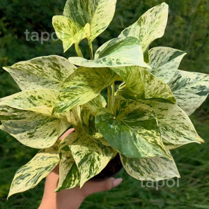 พลูด่างราชินีหินอ่อน กระถาง 4 นิ้วไม้ฟอกอากาศ เลี้ยงง่าย สามารถเลี้ยงในน้ำได้