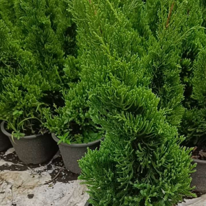 สนมังกร กระถาง8นิ้วลำต้นสูง60-80ซ.ม