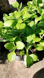 Bibit Ubi Yacon Asli Wonosobo Kualitas Super Sehat terawat packing aman