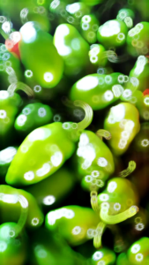 cabai GENDOT 1 kg segar petik dadakan // cabai GENDOT // cabai