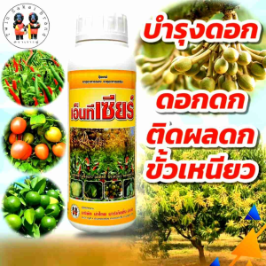 [2 แถม 1] ตราเงาะคู่ เอ็นทีเซียร์ บำรุงดอก เกสรแข็งแรง ผสมติดดี ขั้วเหนียว ลดหลุดร่วง