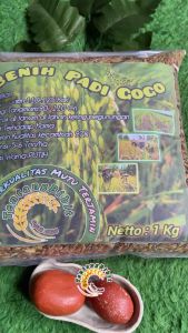 Gabah padi GOGO / padi huma padi darat impor 1 kg